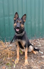 В Уссурийске немецкая овчарка Саламандра помогла полицейским раскрыть кражу