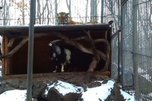 В приморском Сафари-парке тигр живёт вместе с козлом