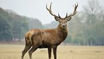 Уссурийская таможня задержала гражданина Китая с крупной партией оленьих хвостов 
