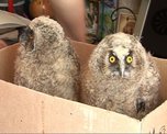 Птенцы ушастой совы живут в коробке