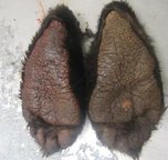 Уссурийская таможня задержала лапы медведя