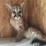 В Приморье привезли принцессу Зелину