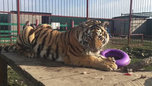 Зоопарк Уссурийска попросил отдать им пойманного во Владивостоке тигра