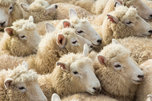 Новый очаг инфекции оспы овец локализован в Уссурийске