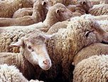 Режим ЧС снят в селах Богатырка и Новоникольск, где ранее были зафиксирована вспышка оспы овец
