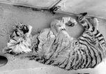В Приморье еще один амурский тигр пострадал от браконьеров