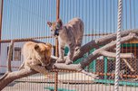 Годовщину дружбы льва и пумы отметят в зоопарке «Чудесный» в Уссурийске