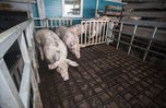 Производство мяса увеличилось в Приморье