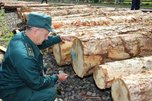 Уссурийская таможня возбудила 33 уголовных дела за незаконный экспорт леса