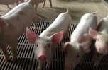 Свиноводческие хозяйства в Уссурийске возьмут на ветеринарный контроль