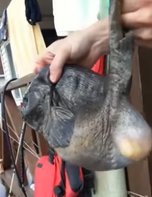 Неизвестное чудовище выловили приморские рыбаки