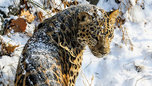 Леопард напал на двухлетнего ребенка в зоопарке под Уссурийском