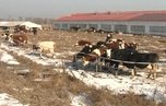 Господдержку получила еще одна ферма в Уссурийском городском округе