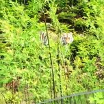 Тигриная семья вышла к дороге в Уссурийске