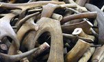 В Уссурийске задержана крупная партия лома рогов лося и оленя без документов