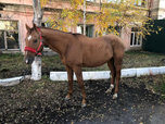 Под Уссурийском мужчина угнал коня, чтобы добраться до города