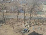 Почти 200 аварийных деревьев будет снесено в Уссурийске в этом году