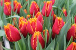В Уссурийске скоро зацветут 25 тысяч тюльпанов