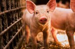 В Приморье впервые зафиксирована африканская чума свиней