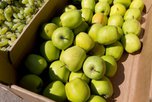 Импортозамещение: на смену китайским яблокам и вишне в Приморье придут товары с Юга России