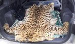 Шкуру дальневосточного леопарда изъяли полицейские у жителя с. Воздвиженка