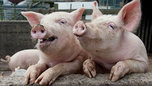 Ситуация с заболеваемостью африканской чумой свиней в УГО находится под контролем