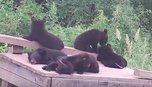 9 гималайских медвежат-сирот выпустили из реабилитационного центра в природу