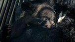 В Уссурийске спасли от собак бродившего по дачам гималайского медвежонка