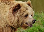 Тонувших в Уссурийске медведей снова нужно спасать