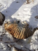 В Приморье рейсовый автобус насмерть сбил амурского тигренка