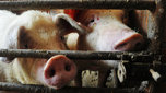 В Приморском крае обнаружены очаги африканской чумы свиней