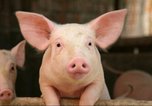 Подтвержден вирус классической чумы свиней на территории Уссурийского городского округа