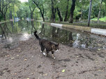 За сутки уровень воды в реках Уссурийска достиг опасного гидрологического явления