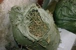 У жителя Уссурийска нашли шесть мешков конопли