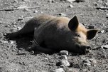 Под Уссурийском нашли массовое захоронение свиней