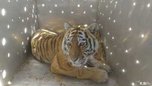 В Приморье отловили тигрицу, которая убивала собак в Хасанском районе