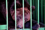 Спасенных от наводнения медведей в Уссурийске хотят раздать по частным зоопаркам