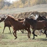 Девяносто лошадей украли за ночь у фермера в приморском селе