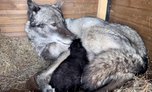 В зоопарке в Приморье канадская волчица спустя пять лет родила своего первого малыша
