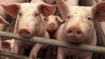В Уссурийске обнаружили африканскую чуму свиней