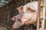 Очаг африканская чума свиней обнаружен в селе Кроуновка Уссурийского округа