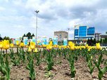 Скоро в Уссурийске зацветут тюльпаны
