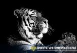 Прокуратура направила в суд уголовное дело о незаконном обороте шкуры амурского тигра
