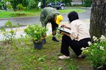 Новые растения появились на бульваре Плеханова
