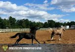 Собственник конного клуба в Уссурийске предстанет перед судом после травмирования ребенка