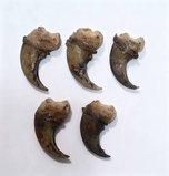 Когти медведя обнаружили уссурийские таможенники у иностранного туриста