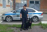 В Михайловском муниципальном округе Приморья служебная собака Династия по горячим следам помогла полицейским раскрыть кражу