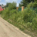 В Уссурийске составлено более 50 протоколов за несвоевременный покос травы