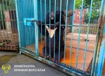 Медведей-людоедов из уссурийского зверинца хотят передать бизнесменам