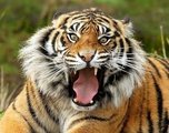 Тигрица Роскошь передана в зоо-центр Юдина В.Г. в Приморье